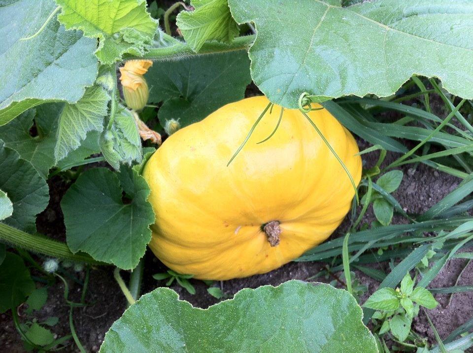 Eira Das Carvalhas Penafiel Phòng bức ảnh