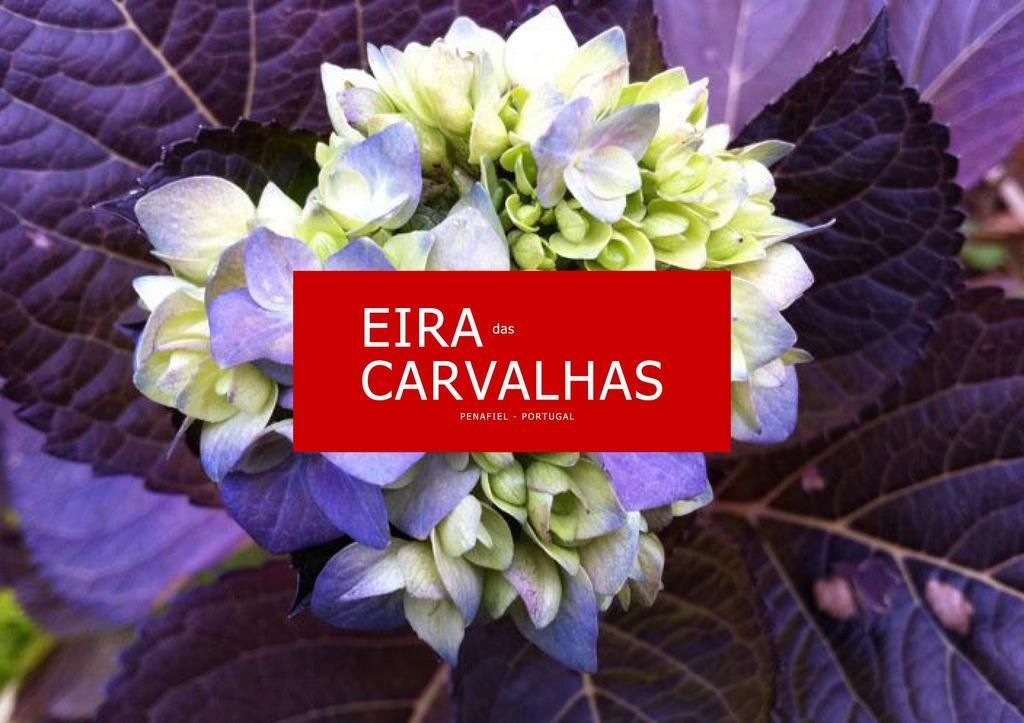 Eira Das Carvalhas Penafiel Phòng bức ảnh