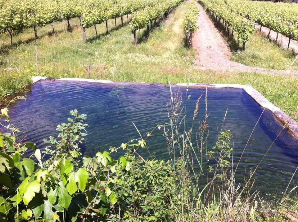 Eira Das Carvalhas Penafiel Phòng bức ảnh